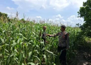 Pemanfaatan Lahan Produktif, Polsek Rupat Pantau Jagung Pipil di Batu Panjang