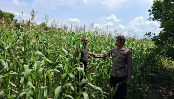 Pemanfaatan Lahan Produktif, Polsek Rupat Pantau Jagung Pipil di Batu Panjang