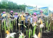 Panen Jagung di Lahan Gambut Bengkalis Tembus 7 Ton, Warga Bangkit di Tengah Cuaca Ekstrem