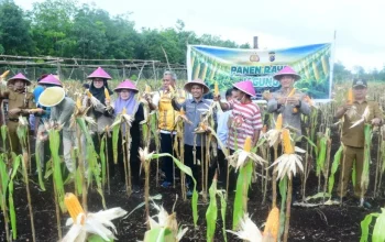 Panen Jagung di Lahan Gambut Bengkalis Tembus 7 Ton, Warga Bangkit di Tengah Cuaca Ekstrem