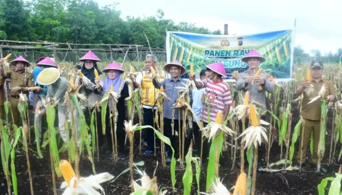 Panen Jagung di Lahan Gambut Bengkalis Tembus 7 Ton, Warga Bangkit di Tengah Cuaca Ekstrem