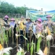 Panen Jagung di Lahan Gambut Bengkalis Tembus 7 Ton, Warga Bangkit di Tengah Cuaca Ekstrem