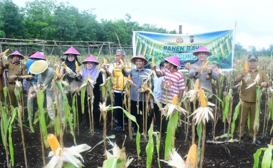 Panen Jagung di Lahan Gambut Bengkalis Tembus 7 Ton