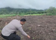 Jagung Muda Tumbuhkan Harapan, Polsek Rokan IV Koto Kawal Ketahanan Pangan Desa