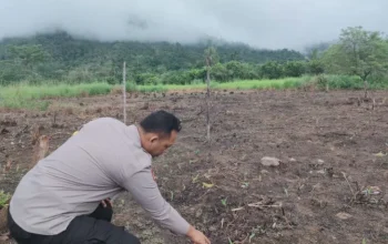 Jagung Muda Tumbuhkan Harapan, Polsek Rokan IV Koto Kawal Ketahanan Pangan Desa