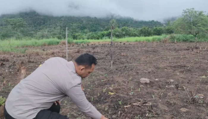 Jagung Muda Tumbuhkan Harapan, Polsek Rokan IV Koto Kawal Ketahanan Pangan Desa