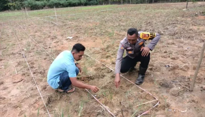 Jagung Mulai Tumbuh di Suligi, Polsek Rokan IV Koto Kawal Upaya Swasembada Pangan