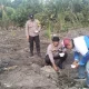 Kapolsek Rangsang Tanam Jagung Pipil, Dukung Swasembada Pangan Nasional