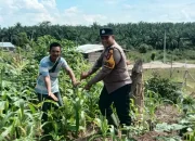 Polsek Tandun Intensif Dampingi Petani Jagung, Dukung Ketahanan Pangan Rohul