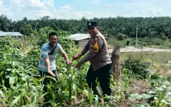 Polsek Tandun Intensif Dampingi Petani Jagung, Dukung Ketahanan Pangan Rohul