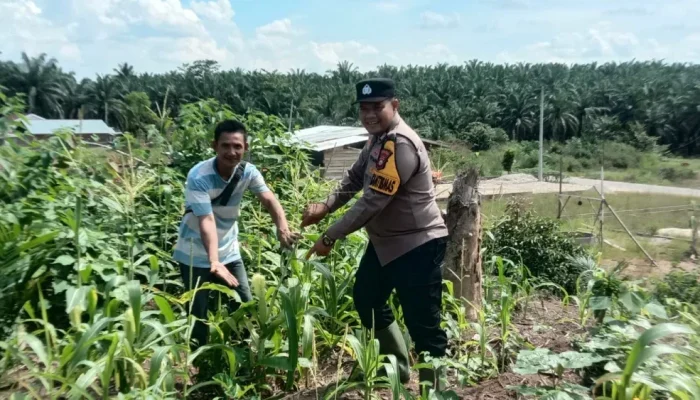 Polsek Tandun Intensif Dampingi Petani Jagung, Dukung Ketahanan Pangan Rohul