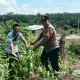 Polsek Tandun Intensif Dampingi Petani Jagung, Dukung Ketahanan Pangan Rohul