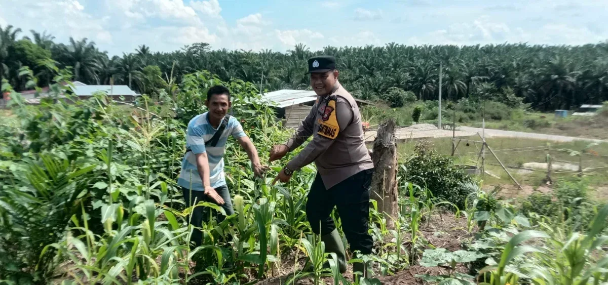 Polsek Tandun Intensif Dampingi Petani Jagung, Dukung Ketahanan Pangan Rohul