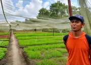 Hijau di Bawah Sayap Mustang, Kisah Petani Perantau yang Menumbuhkan Harapan di Pekanbaru