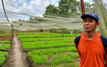 Hijau di Bawah Sayap Mustang, Kisah Petani Perantau yang Menumbuhkan Harapan di Pekanbaru