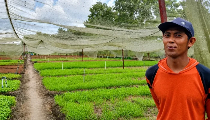 Hijau di Bawah Sayap Mustang, Kisah Petani Perantau yang Menumbuhkan Harapan di Pekanbaru