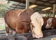 14 Sapi Kurban Presiden RI untuk Riau, Peternak Jalani Administrasi di Kantor Gubri