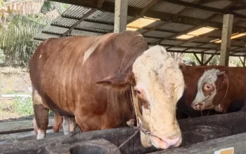 14 Sapi Kurban Presiden RI untuk Riau, Peternak Jalani Administrasi di Kantor Gubri