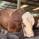 14 Sapi Kurban Presiden RI untuk Riau, Peternak Jalani Administrasi di Kantor Gubri