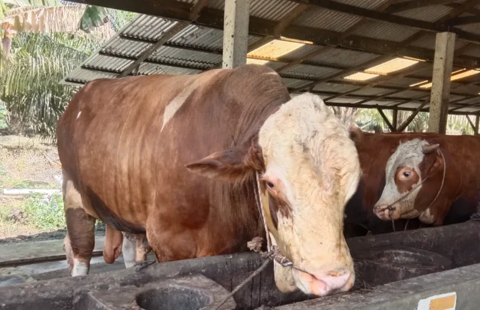 14 Sapi Kurban Presiden RI untuk Riau, Peternak Jalani Administrasi di Kantor Gubri