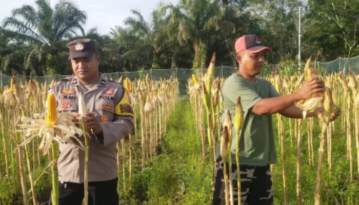Polsek Bengkalis Perkuat Swasembada Melalui Perawatan 4000 Batang Jagung Pipil