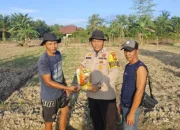 Bibit Jagung Tambahan dari Polsek Siak Kecil Bantu Optimalkan Hasil Panen Petani