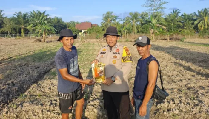 Bibit Jagung Tambahan dari Polsek Siak Kecil Bantu Optimalkan Hasil Panen Petani