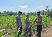 Kapolsek Ujungbatu Turun ke Lahan, Bantu Petani Jagung Cegah Hama