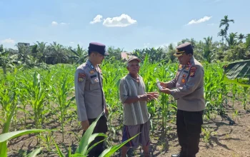 Kapolsek Ujungbatu Turun ke Lahan, Bantu Petani Jagung Cegah Hama