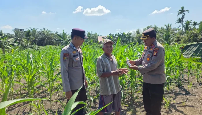 Kapolsek Ujungbatu Turun ke Lahan, Bantu Petani Jagung Cegah Hama