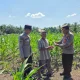 Kapolsek Ujungbatu Turun ke Lahan, Bantu Petani Jagung Cegah Hama