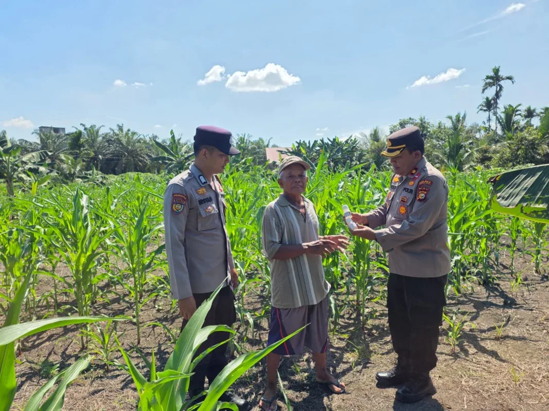 Kapolsek Ujungbatu Turun ke Lahan, Bantu Petani Jagung Cegah Hama