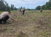 Polsek Rokan IV Koto Turun ke Ladang, Mengawal Jagung Hibrida demi Ketahanan Pangan Nasional