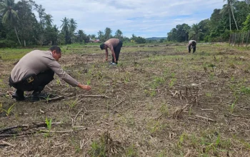 Polsek Rokan IV Koto Turun ke Ladang, Mengawal Jagung Hibrida demi Ketahanan Pangan Nasional