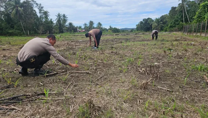 Polsek Rokan IV Koto Turun ke Ladang, Mengawal Jagung Hibrida demi Ketahanan Pangan Nasional