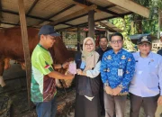 Sapi Kurban Presiden di Dumai Tembus 950 Kg