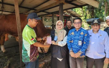 Sapi Kurban Presiden di Dumai Tembus 950 Kg
