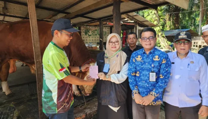 Sapi Kurban Presiden di Dumai Tembus 950 Kg, Samson Siap Disembelih Saat Iduladha