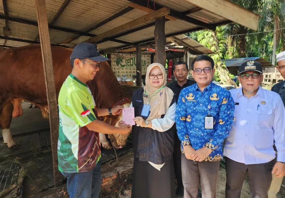 Sapi Kurban Presiden di Dumai Tembus 950 Kg