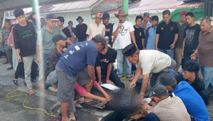 Idul Adha 1447 Hijriah, Masjid Al-Mubarak Sembelih 4 Sapi dan 3 Kambing