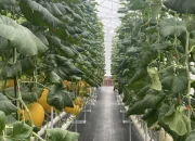 Libur Panjang, Warga Pekanbaru Serbu Agrowisata Petik Melon Premium