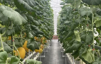 Libur Panjang, Warga Pekanbaru Serbu Agrowisata Petik Melon Premium
