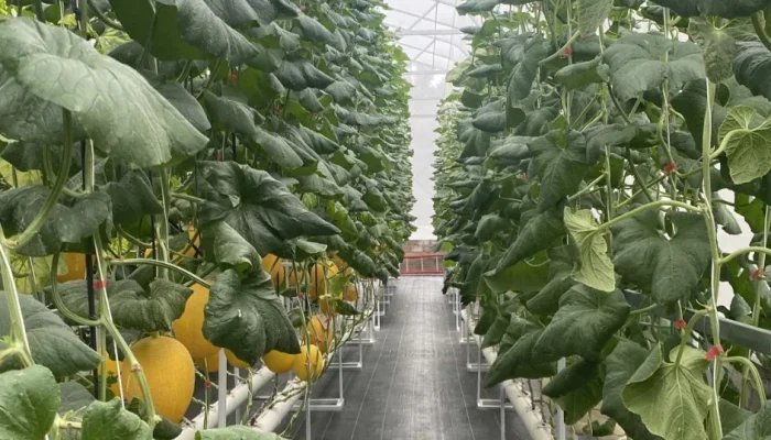 Libur Panjang, Warga Pekanbaru Serbu Agrowisata Petik Melon Premium