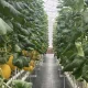 Libur Panjang, Warga Pekanbaru Serbu Agrowisata Petik Melon Premium