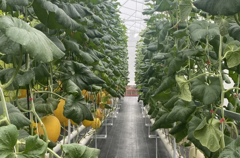 Libur Panjang, Warga Pekanbaru Serbu Agrowisata Petik Melon Premium