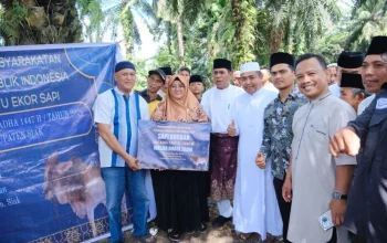 Bupati Afni Serahkan Sapi Kurban Presiden Prabowo untuk Warga Siak
