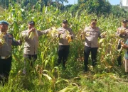Kapolsek Ujung Batu Panen Jagung Bareng Petani