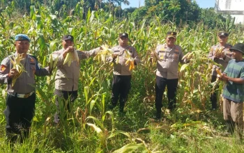 Kapolsek Ujung Batu Panen Jagung Bareng Petani