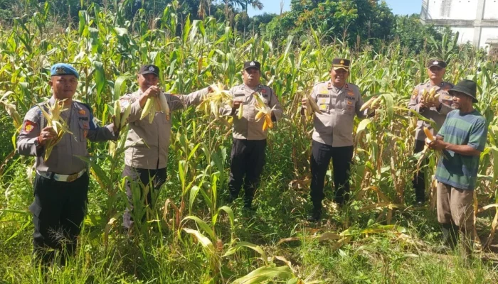 Kapolsek Ujung Batu Panen Jagung Bareng Petani, Seluruh Hasil Diberikan ke Pak Ambo