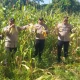 Kapolsek Ujung Batu Panen Jagung Bareng Petani, Seluruh Hasil Diberikan ke Pak Ambo